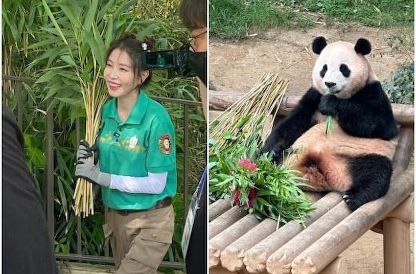 组图：BOA成为“福宝”一日经纪人 化浓妆接触大熊猫