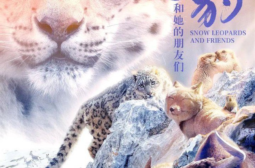 暑期档清流《雪豹和她的朋友们》杭州点映，观众来自五湖四海