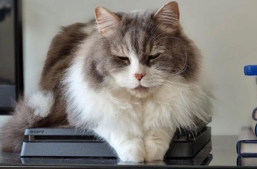 玩家乐事 玩家论坛展示猫趴游戏机各种美照很治愈